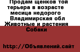 Продам щенков той-терьера в возрасте 2,5месица недорого. - Владимирская обл. Животные и растения » Собаки   